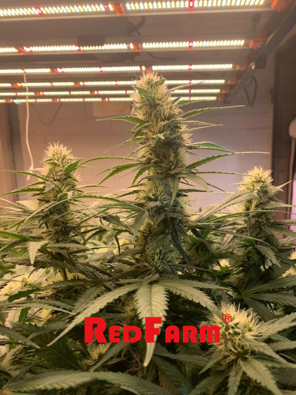 FCC Certified Full Spectrum Horticulture LED Grow Light 1000W 3