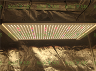 Horticulture Lighting 240Watts Quantum Board Led Grow Light