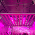 RedFarm Commerical DLC Listed 1200 Watt LED Grow Light For Cannabis